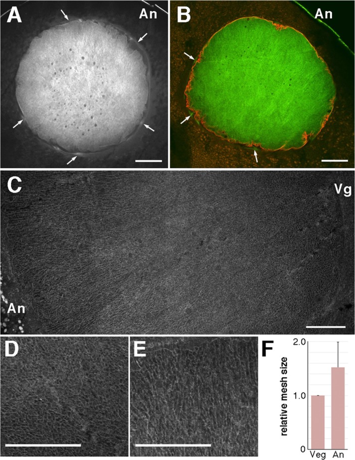 FIGURE 1: