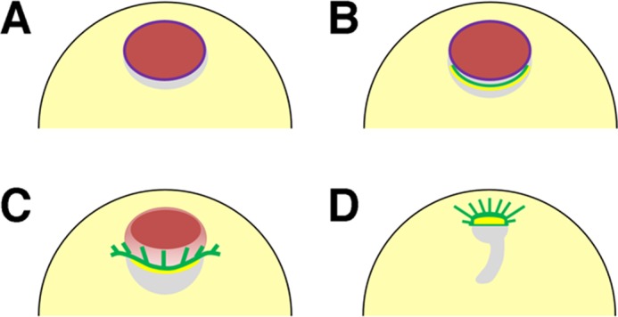 FIGURE 9: