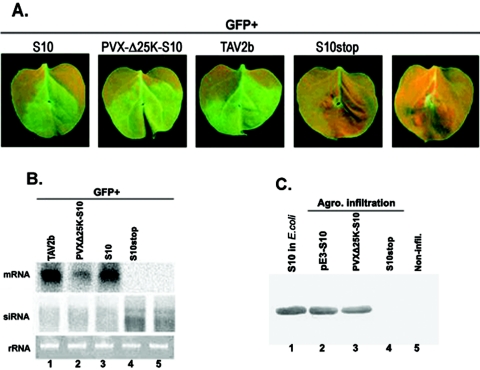 FIG. 2.