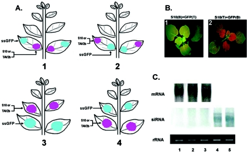 FIG. 4.