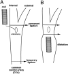 <sc>fig</sc> 1.