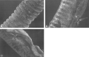 <sc>fig</sc> 5.