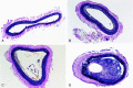 <sc>fig</sc> 2.