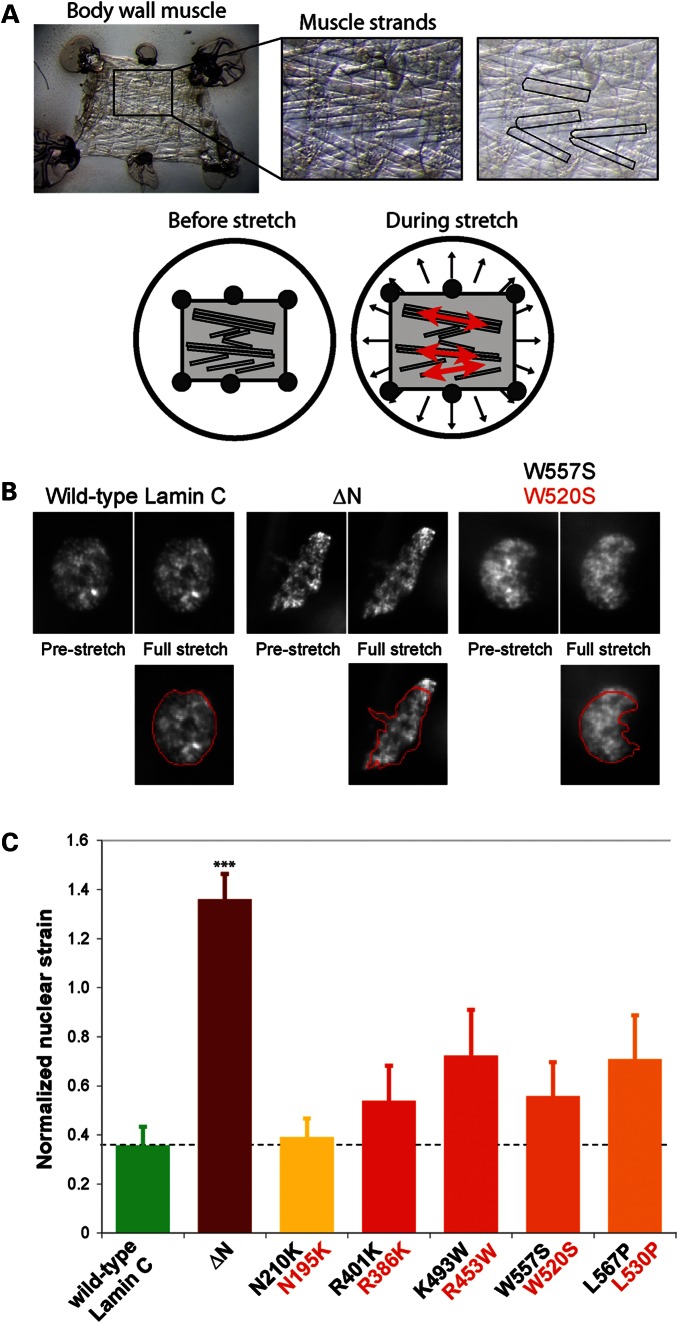 Figure 4.