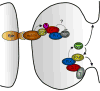 Fig. 6