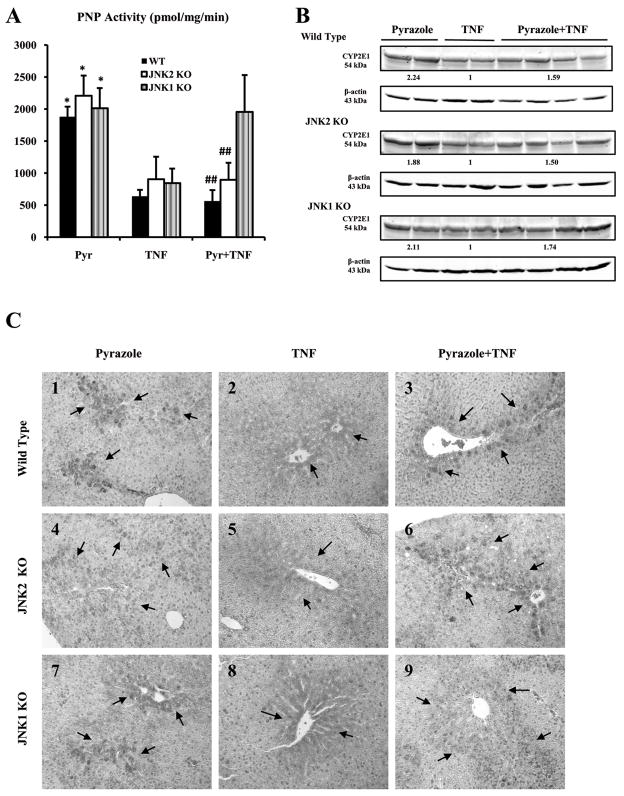 Fig.3