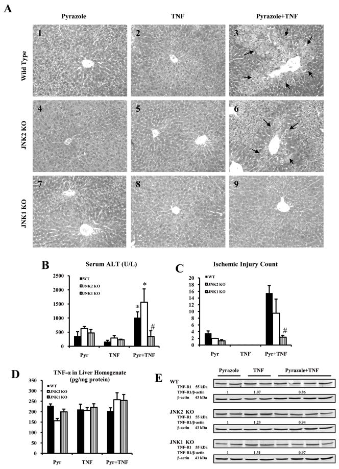 Fig.1