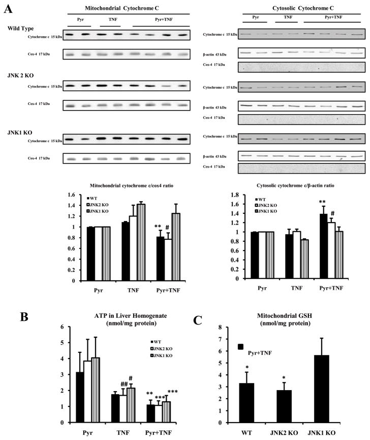 Fig.6