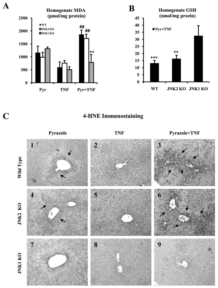 Fig.4