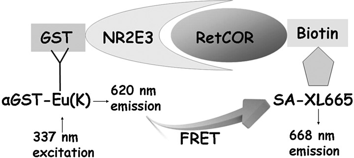 FIG. 1.