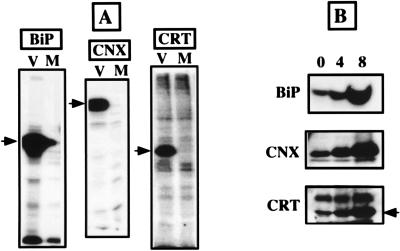 FIG. 8