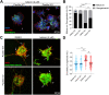 FIGURE 6: