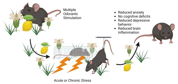 Graphical Abstract