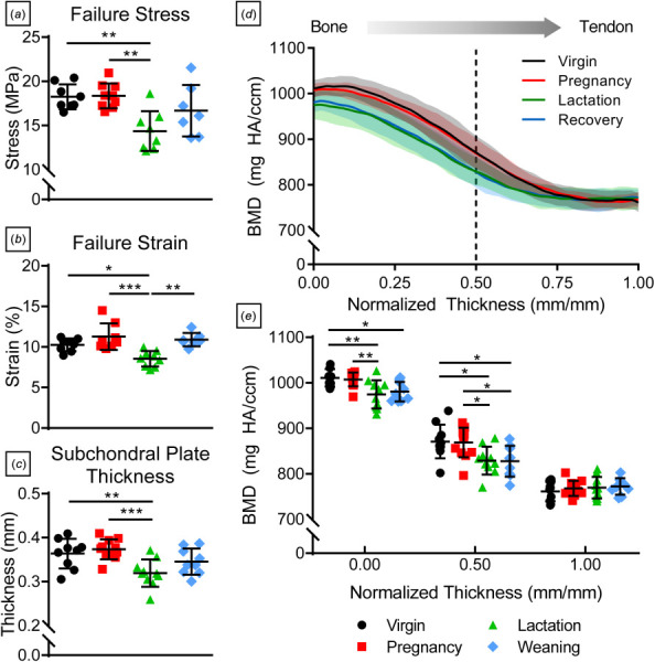 Tendon-to-bone failure and subchondral bone properties. (a) Tendon-to-bone insertion site failure stress, (b) failure strain, and (c) subchondral plate thickness were significantly lower in the lactation group compared to virgin and pregnancy rats but recovered postweaning. (d) The mineralization gradient within the subchondral plate revealed (e) reduced bone mineral density in the lactation group at the trabecular bone boundary (normalized thickness = 0.00), which persisted at the boundary between mineralized fibrocartilage and subchondral bone (normalized thickness = 0.50). Data are presented as mean ± standard deviation. Significant differences are indicated by solid bars (*p ≤ 0.05, **p ≤ 0.01, ***p ≤ 0.001).