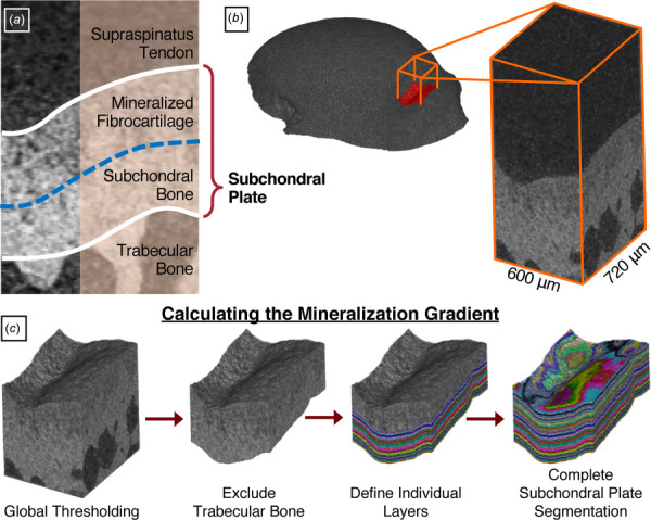 Subchondral plate mineralization. (a) The subchondral plate comprises the layers of mineralized fibrocartilage and subchondral bone underlying the supraspinatus tendon enthesis. To evaluate the mineralization gradient within this region, (b) a 600 × 720 μm area was identified in the greater tuberosity at the supraspinatus tendon insertion site. (c) After global thresholding, the innermost boundary of the subchondral bone was manually defined to exclude trabecular bone. Individual layers were subsequently defined outwards toward the mineralized fibrocartilage boundary. Intensity values within each layer were averaged to construct a mineralization gradient.