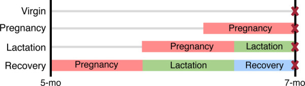 Study design. Female rats were divided into four groups: virgin, pregnancy, lactation, and recovery. Rats in the pregnancy group were sacrificed at parturition, the lactation group underwent pregnancy and 2 weeks of lactation, and the recovery group underwent pregnancy, 3 weeks of lactation, and 2 weeks of postweaning recovery. Pregnancies were timed such that all rats were sacrificed at 7 months of age.