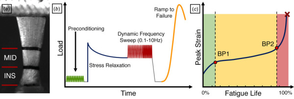 Tendon mechanical testing. (a) Supraspinatus tendons were marked with stain lines to identify the insertion site (INS) and midsubstance (MID) for mechanical testing. (b) Right tendons then underwent a testing protocol consisting of preconditioning, a stress relaxation at 5% strain hold, a dynamic frequency sweep (0.1–10 Hz) and a quasi-static ramp to failure. Left tendons were subjected to fatigue testing, where the (c) peak strain curve exhibits a triphasic response. Fatigue parameters were reported at two breakpoints marking the ends of the primary (BP1) and secondary (BP2) phases.