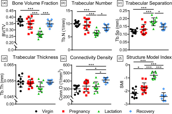 Humeral epiphysis trabecular bone properties. The lactation group had significantly lower (a) bone volume fraction and (b) trabecular number as well as greater (c) trabecular separation, and these properties recovered postweaning. However, there were no differences in (d) trabecular thickness. (e) Connectivity density increased in the recovery group, while structure model index was significantly greater in the lactation group. Data are presented as mean ± standard deviation. Significant differences are indicated by solid bars (*p ≤ 0.05, **p ≤ 0.01, ***p ≤ 0.001).