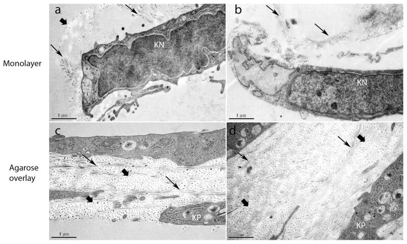 Fig. 11