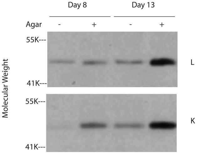 Fig 10