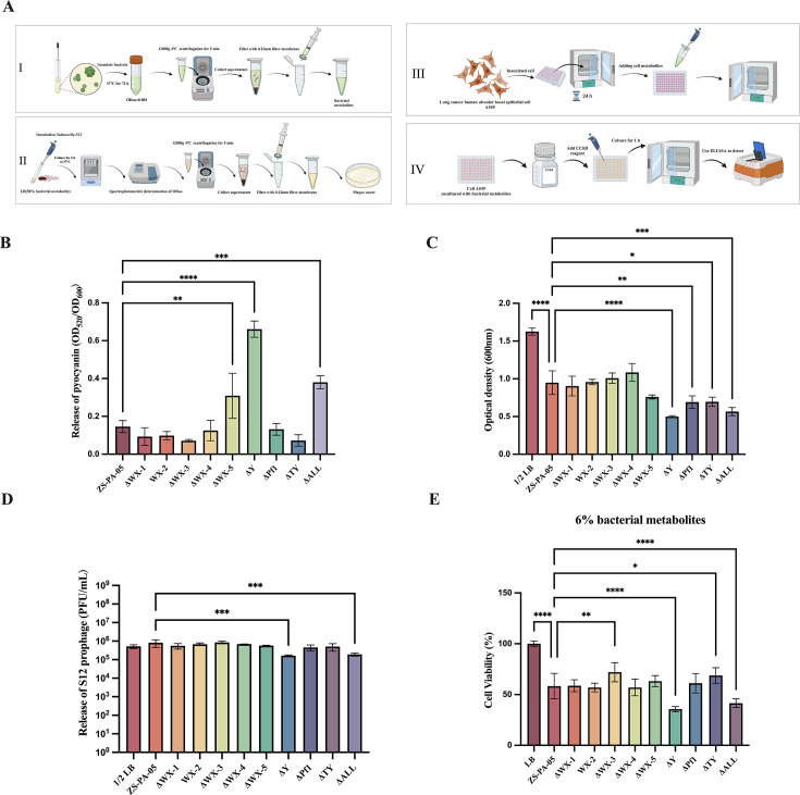 Workflow depicts metabolite preparation and evaluation on epithelial cells. Bar graphs indicate ΔY mutant significantly increases pyocyanin release and cytotoxicity while reducing cell viability, OD600, and S12 prophage release.