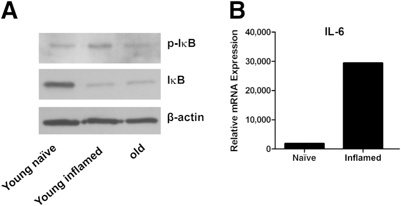 Figure 7