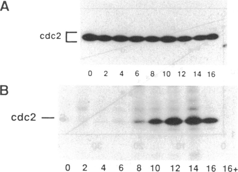 graphic file with name pnas01081-0596-a.jpg