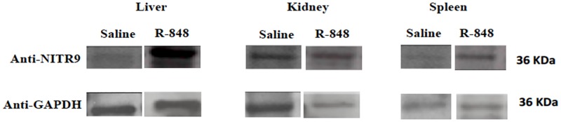 Fig 8