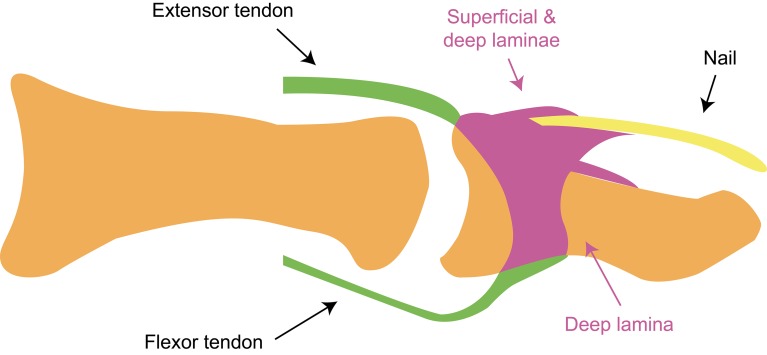 Fig. 3