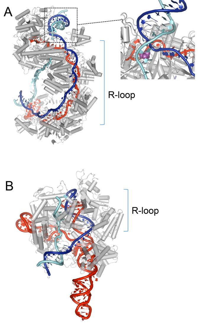 Fig. 5