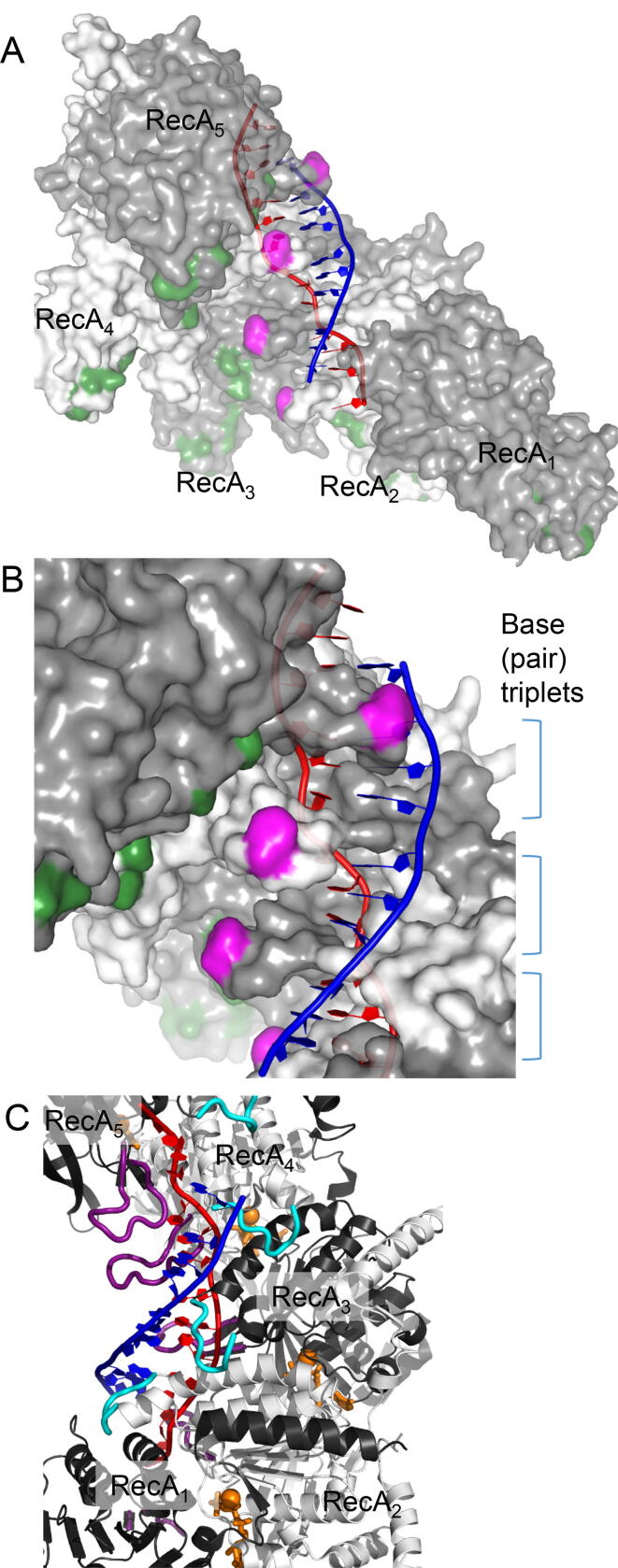 Fig. 3