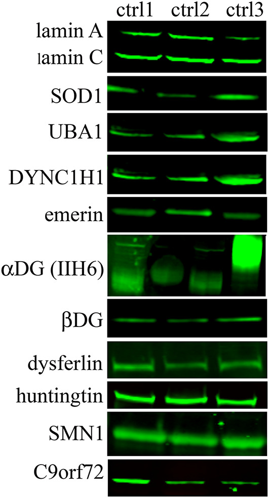 FIGURE 3