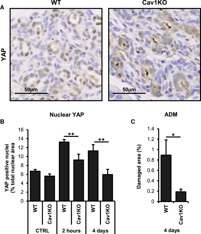 Figure 6