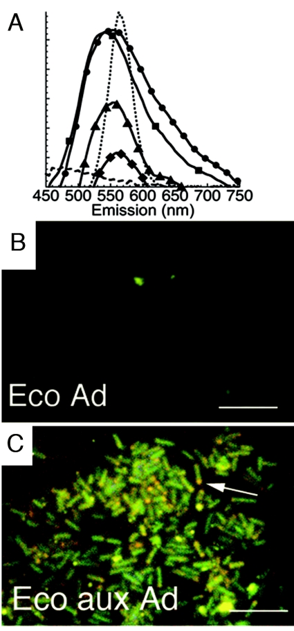 FIG. 5.