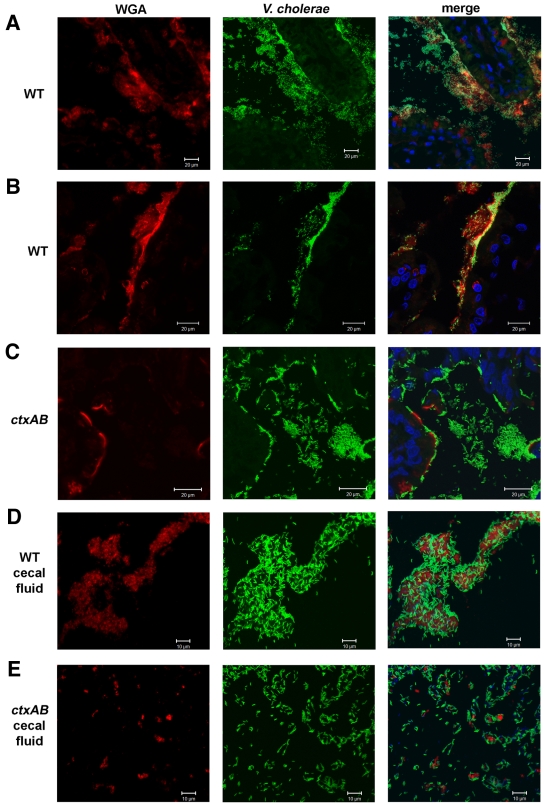 FIG 6 