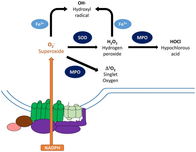 Figure 2