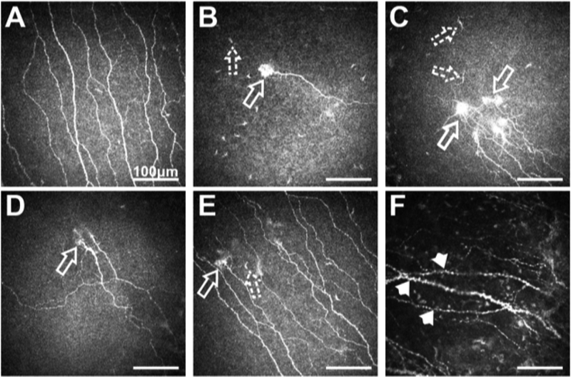 Fig. 8.