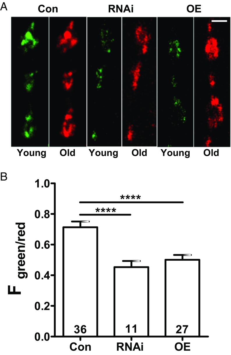 Fig. 2.