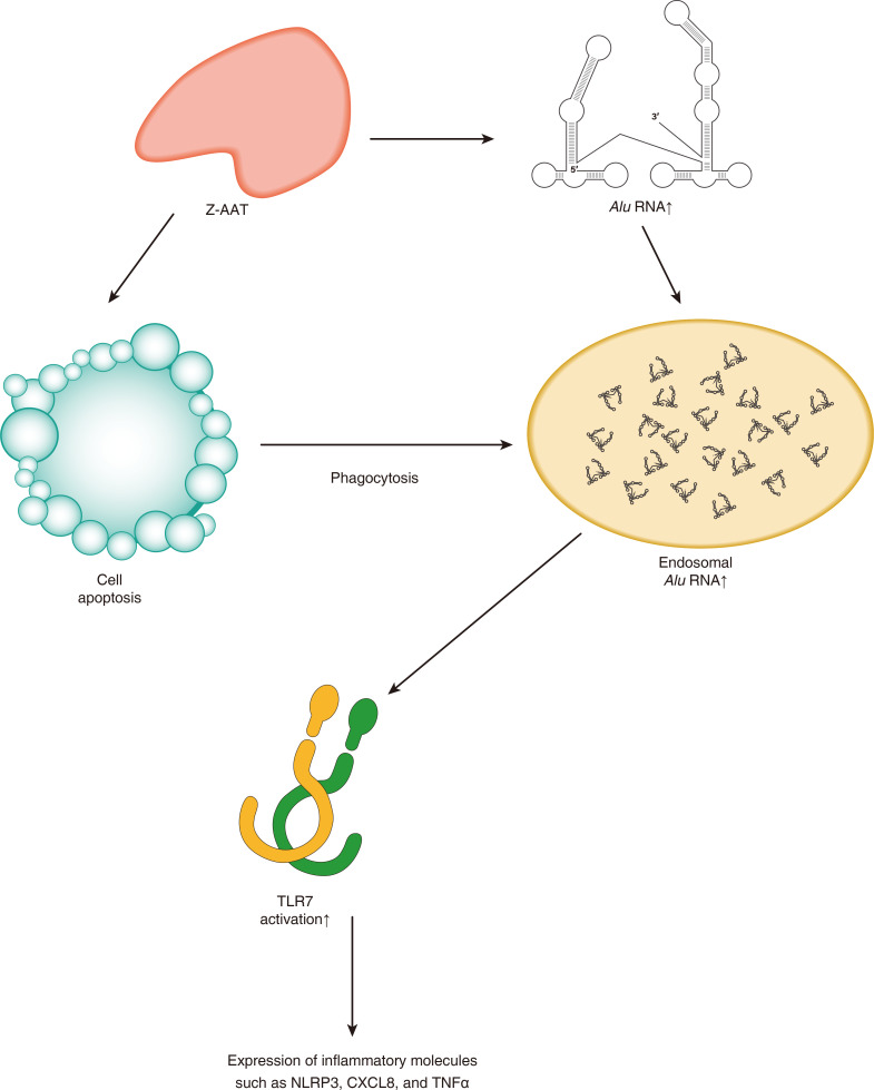 graphic file with name jciinsight-7-158791-g097.jpg