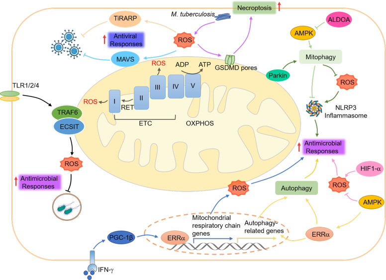 Figure 4