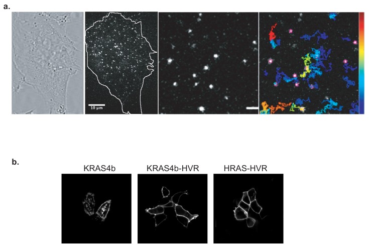 Figure 1—figure supplement 1.