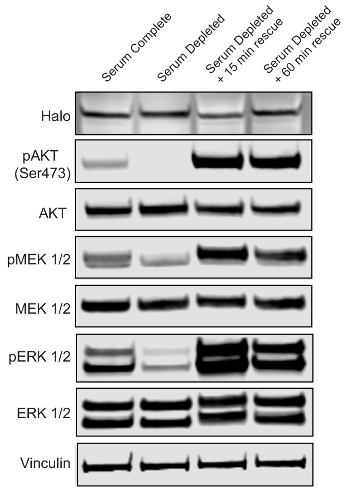 Figure 6—figure supplement 1.