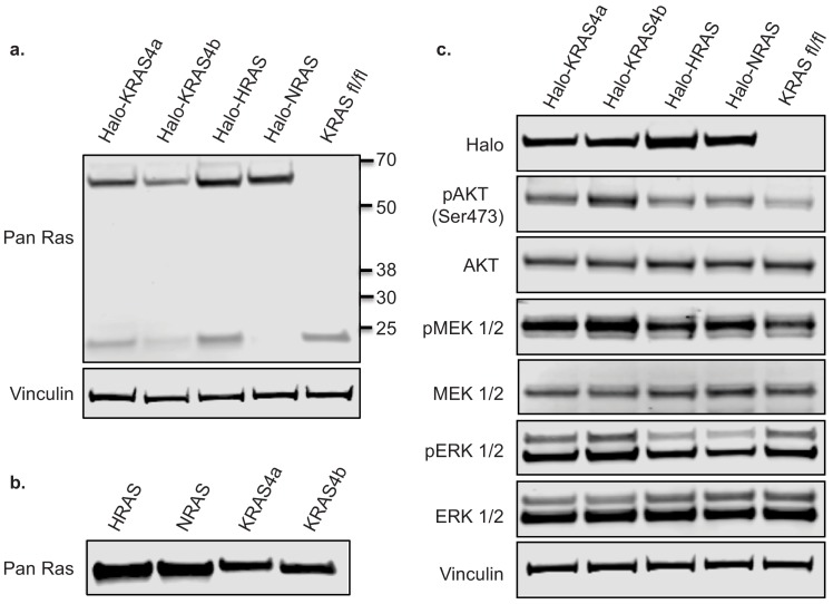 Figure 1—figure supplement 4.