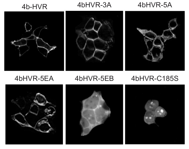 Figure 3—figure supplement 1.