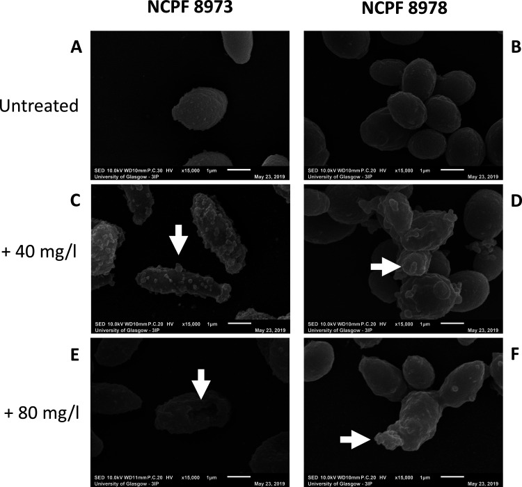 FIG 1