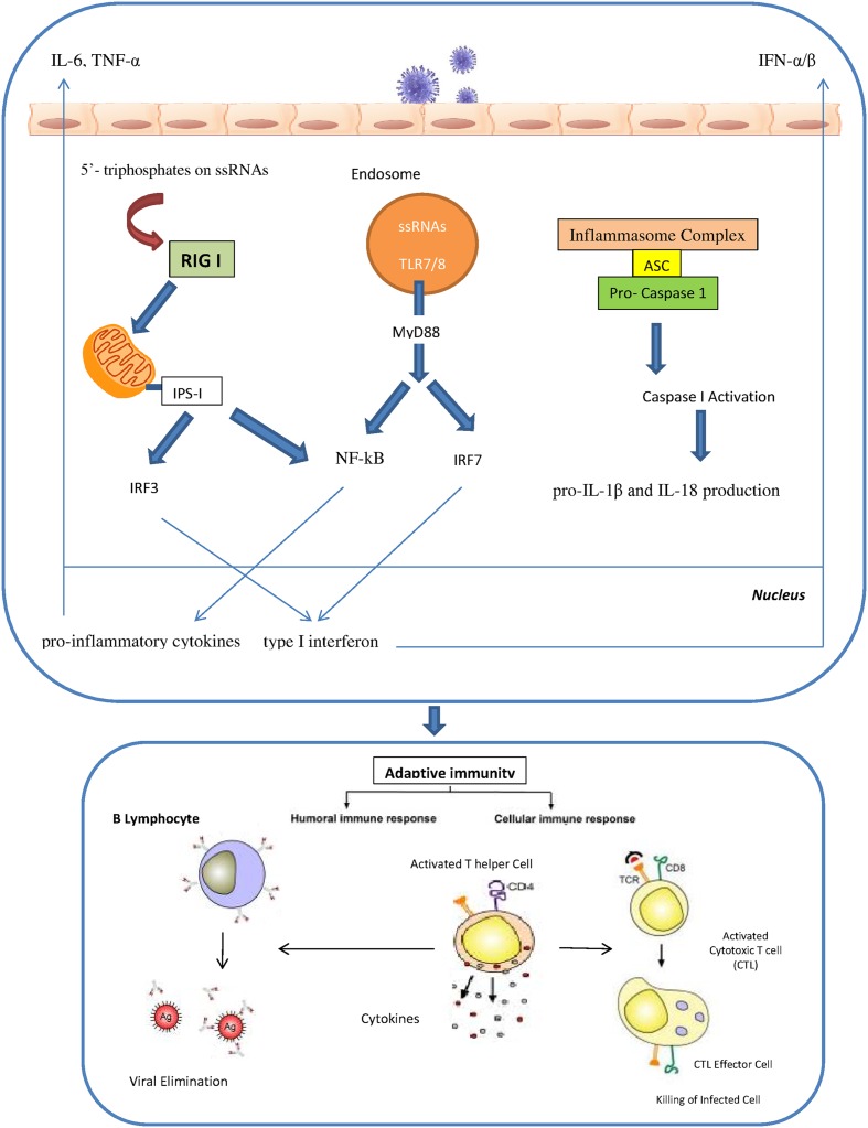 FIGURE 1