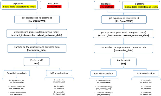 The causal impact of bioavailable testosterone levels on osteoarthritis ...