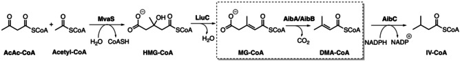 Scheme 1