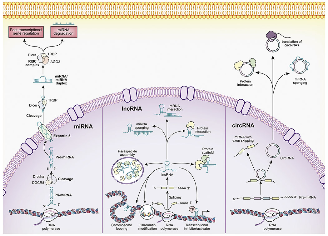 Figure 2: