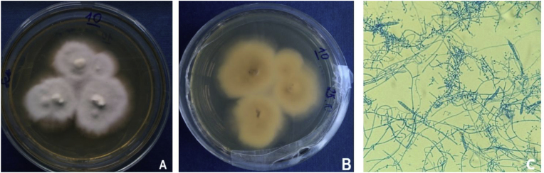 Fig. 2